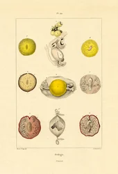 Ovologie